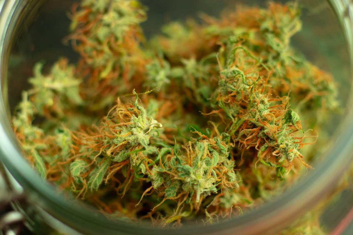 Fleurs de CBD : un produit tout à fait légal !