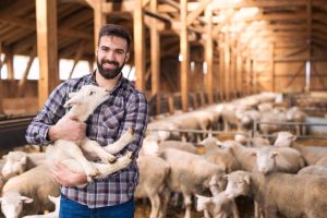 Réglementation des élevages industriels : Protection des animaux et santé publique
